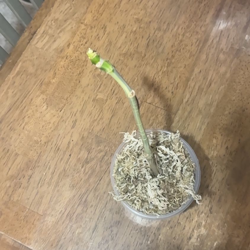 Photo of the plant species Philodendron distantilobum by @BonusTaraire85 named Beckham on Greg, the plant care app