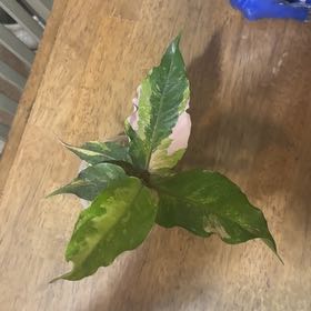Photo of the plant species Variegated Hookeri by @BonusTaraire85 named Achilles on Greg, the plant care app