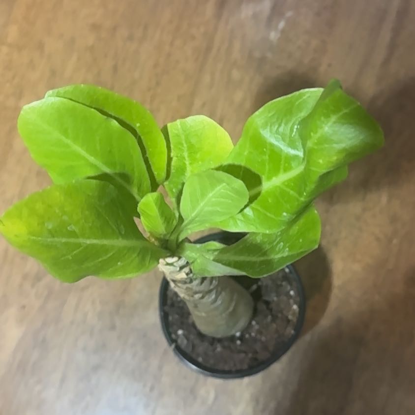 Photo of the plant species Brighamia Insignis by @BonusTaraire85 named Remington on Greg, the plant care app