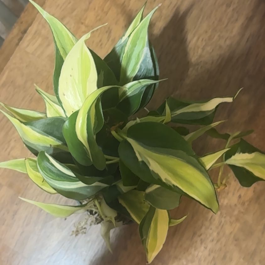 Photo of the plant species Philodendron 'Rio' by @BonusTaraire85 named Scarlett on Greg, the plant care app