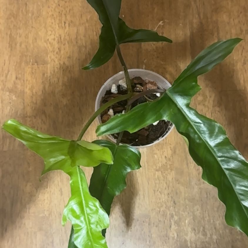 Photo of the plant species Philodendron 69686 by @BonusTaraire85 named Demi on Greg, the plant care app