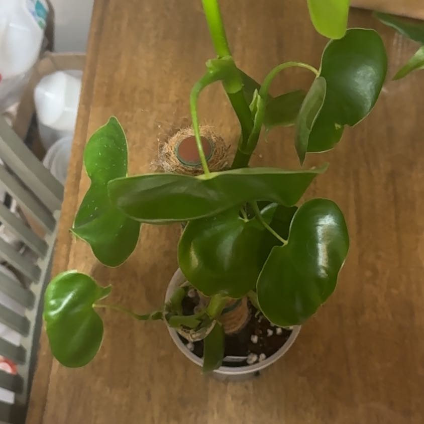 Photo of the plant species Philodendron grazielae by @BonusTaraire85 named Sahara on Greg, the plant care app