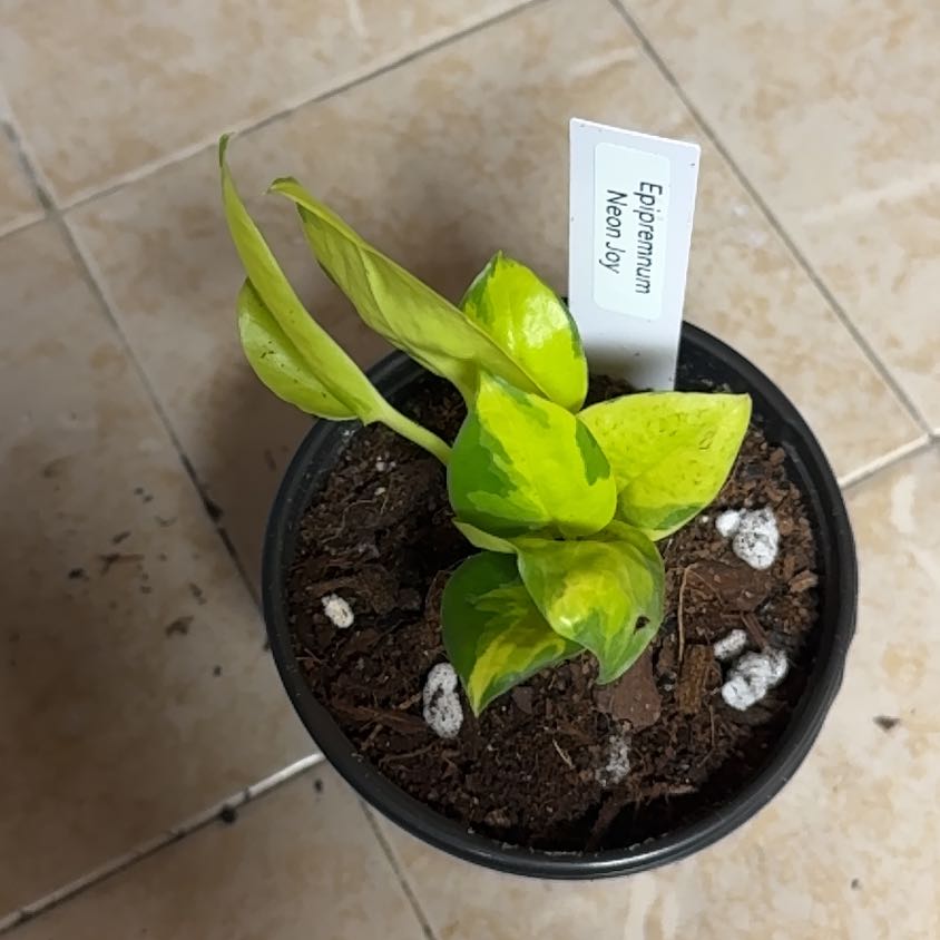 Photo of the plant species Yellow Flame by @BonusTaraire85 named Austen on Greg, the plant care app