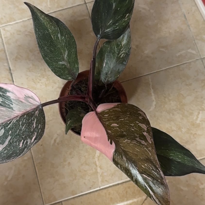 Photo of the plant species Cotton Candy Pink Princess by @BonusTaraire85 named Marley on Greg, the plant care app