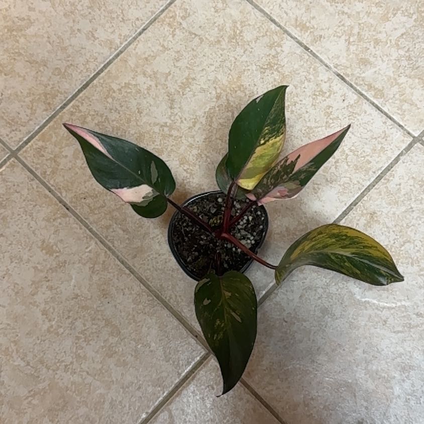Photo of the plant species Philodendron Variegated Firebird by @BonusTaraire85 named Anne on Greg, the plant care app
