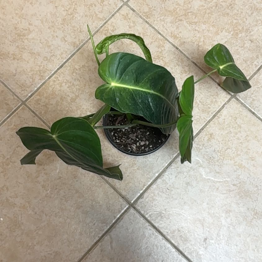 Photo of the plant species Philodendron esmeraldense by @BonusTaraire85 named Sage on Greg, the plant care app