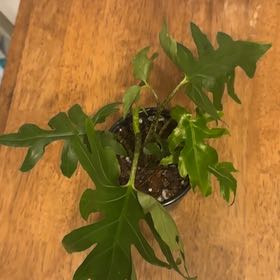 Photo of the plant species Alocasia brancifolia by @BonusTaraire85 named Michelle Branch on Greg, the plant care app