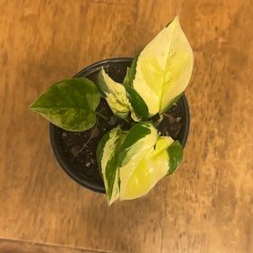 Photo of the plant species Japanese Global Pothos by @BonusTaraire85 named Winston on Greg, the plant care app