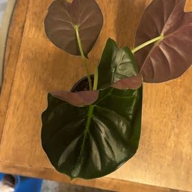 Photo of the plant species Pink Splash Golden Bone Alocasia by @BonusTaraire85 named Orlando Bloom on Greg, the plant care app