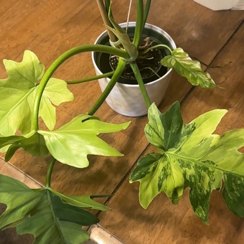 Photo of the plant species Philodendron 69686 by @BonusTaraire85 named Marley on Greg, the plant care app