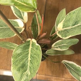 Photo of the plant species Philodendron 69686 by @BonusTaraire85 named Elina on Greg, the plant care app