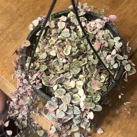 Photo of the plant species variegated string of hearts by @BonusTaraire85 named Willow on Greg, the plant care app