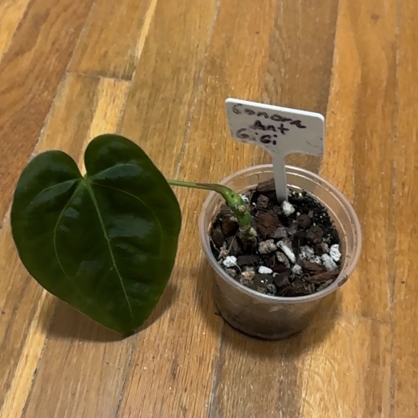Photo of the plant species Anthurium gigi by @BonusTaraire85 named Kardashian on Greg, the plant care app