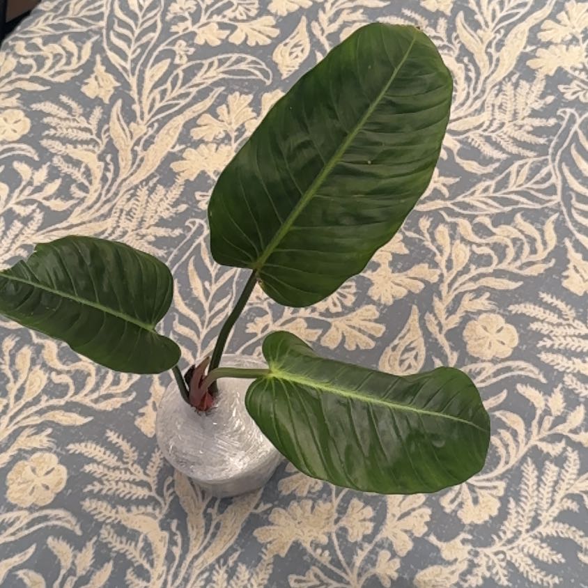 Photo of the plant species Philodendron urraoense by @BonusTaraire85 named Marilyn on Greg, the plant care app