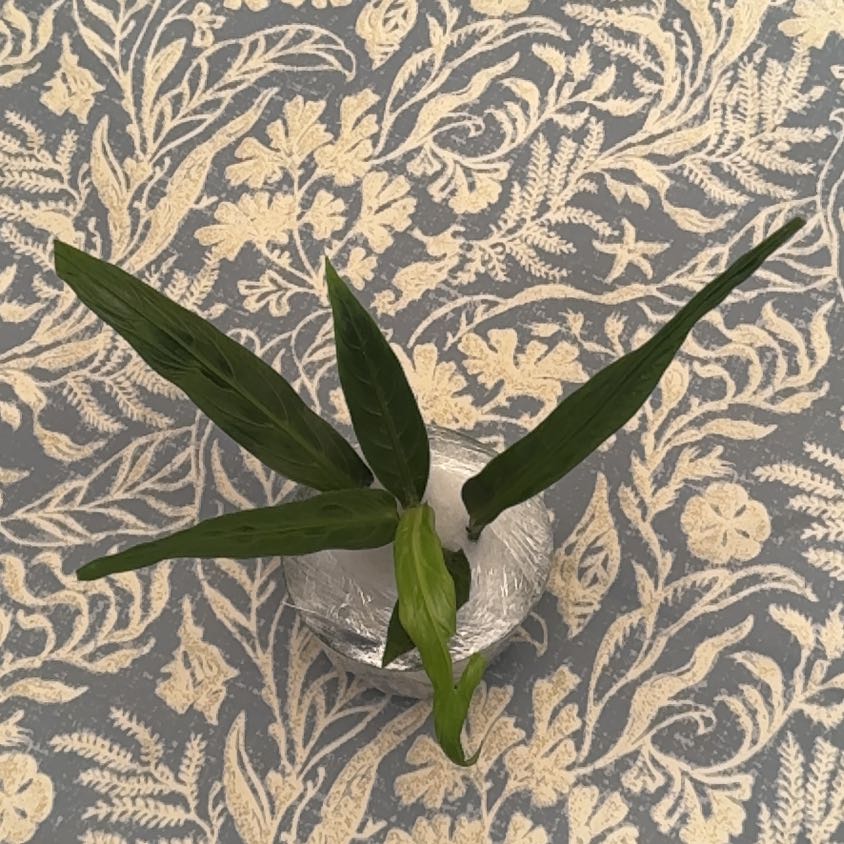 Photo of the plant species Angel Wing by @BonusTaraire85 named Delilah on Greg, the plant care app