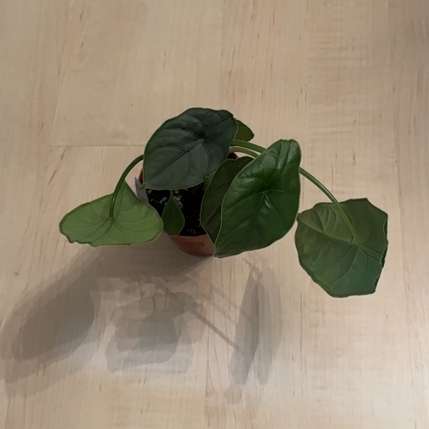 Photo of the plant species Alocasia puncakborneensis by @BonusTaraire85 named Orlando Bloom on Greg, the plant care app