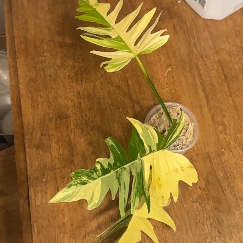 Photo of the plant species Variegated Florida Beauty Philodendron by @BonusTaraire85 named Gregarious on Greg, the plant care app