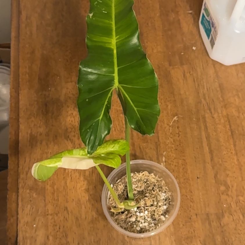 Photo of the plant species Paraiso Verde Philodendron by @BonusTaraire85 named Curie on Greg, the plant care app