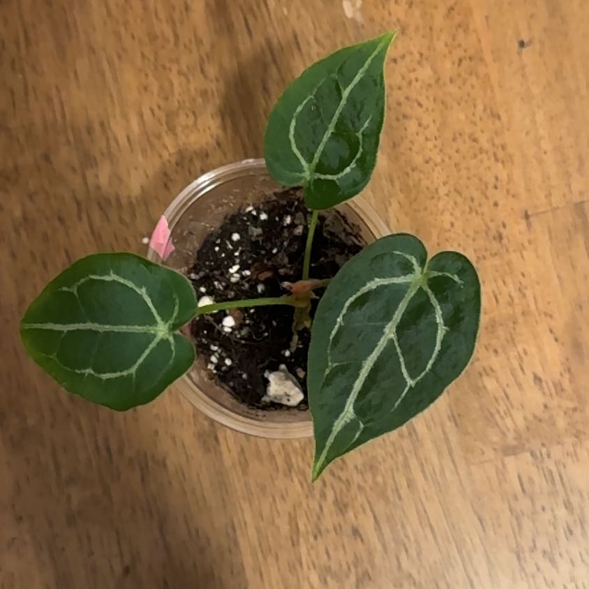 Photo of the plant species Anthurium forgetii x crystallinum by @BonusTaraire85 named Terra on Greg, the plant care app