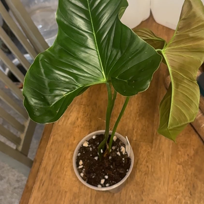 Photo of the plant species Philodendron lupinum by @BonusTaraire85 named Sigmund on Greg, the plant care app