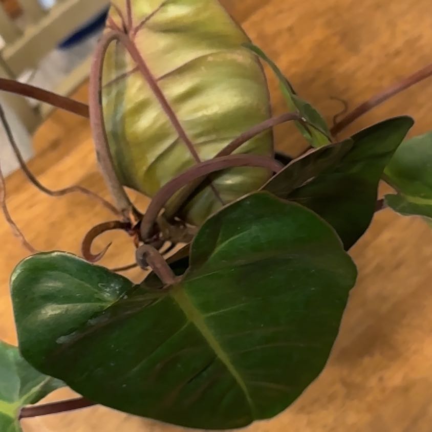 Photo of the plant species Philodendron by @BonusTaraire85 named Cleopatra on Greg, the plant care app