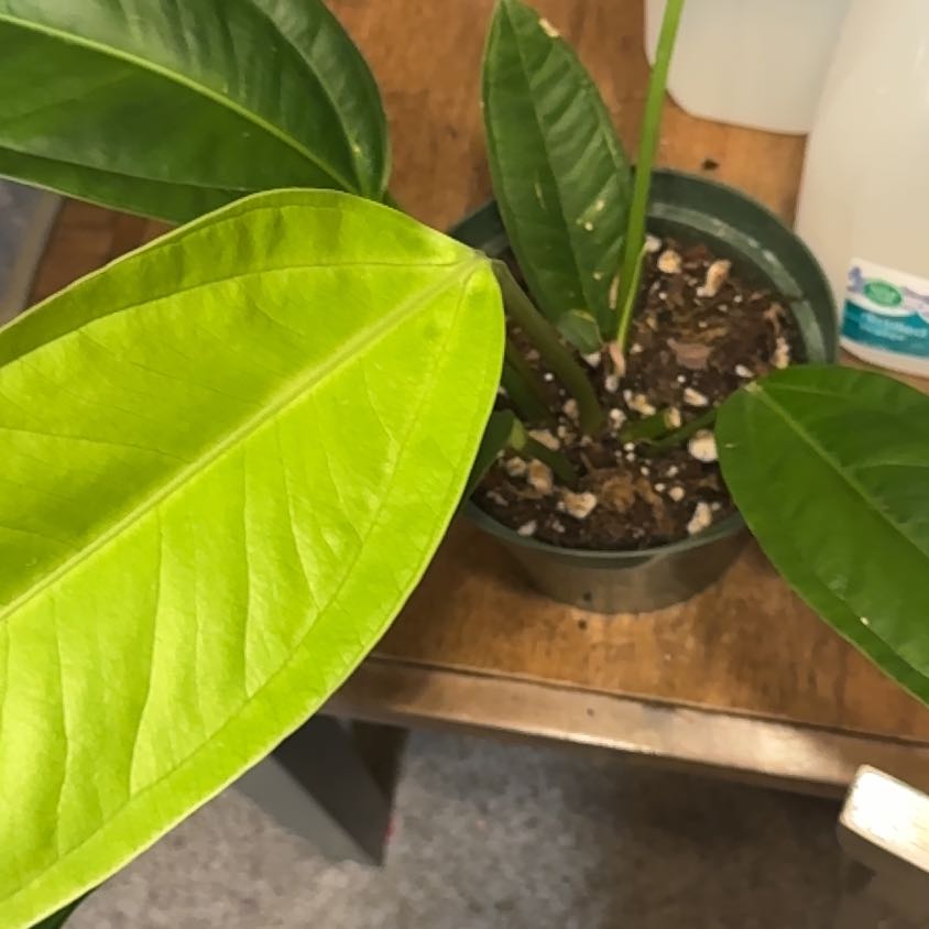 Photo of the plant species Cachabi Anthurium by @BonusTaraire85 named Marilyn on Greg, the plant care app
