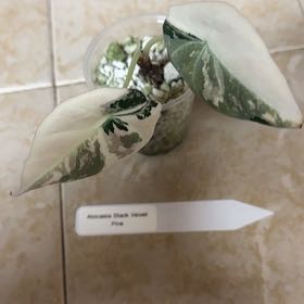 Photo of the plant species Alocasia Black Velvet Pink Variegated by @BonusTaraire85 named Madonna on Greg, the plant care app