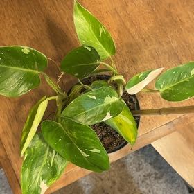 Photo of the plant species philodendron white princess by @BonusTaraire85 named Fernie Saunders on Greg, the plant care app