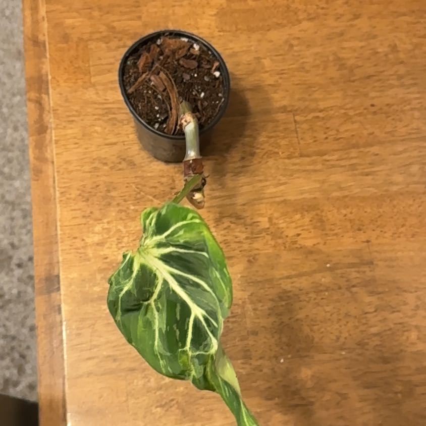 Photo of the plant species Philodendron gloriosum 'Snow Leopard' Variegated by @BonusTaraire85 named Lola on Greg, the plant care app