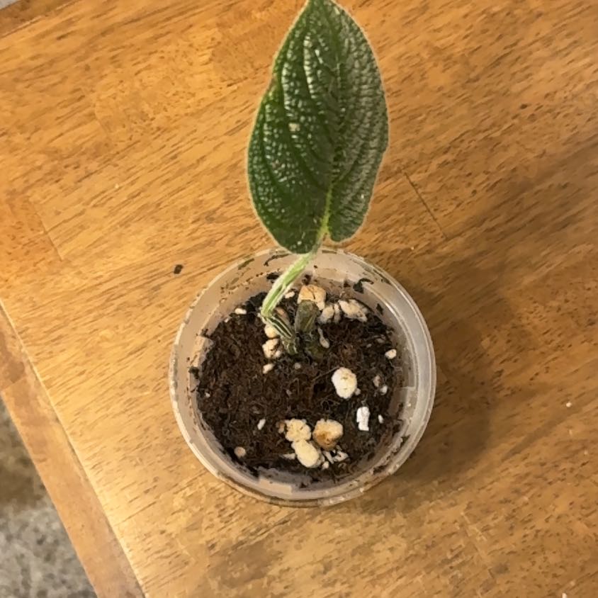Photo of the plant species Piper by @BonusTaraire85 named Scarlett on Greg, the plant care app