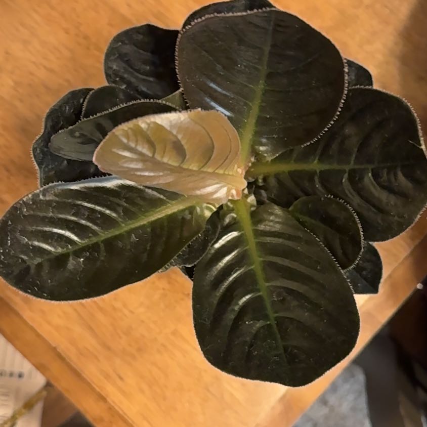 Photo of the plant species Madagascar Jewel by @BonusTaraire85 named Oscar on Greg, the plant care app
