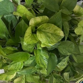 Photo of the plant species Jessenia Pothos by @BonusTaraire85 named Keanu Leaves on Greg, the plant care app