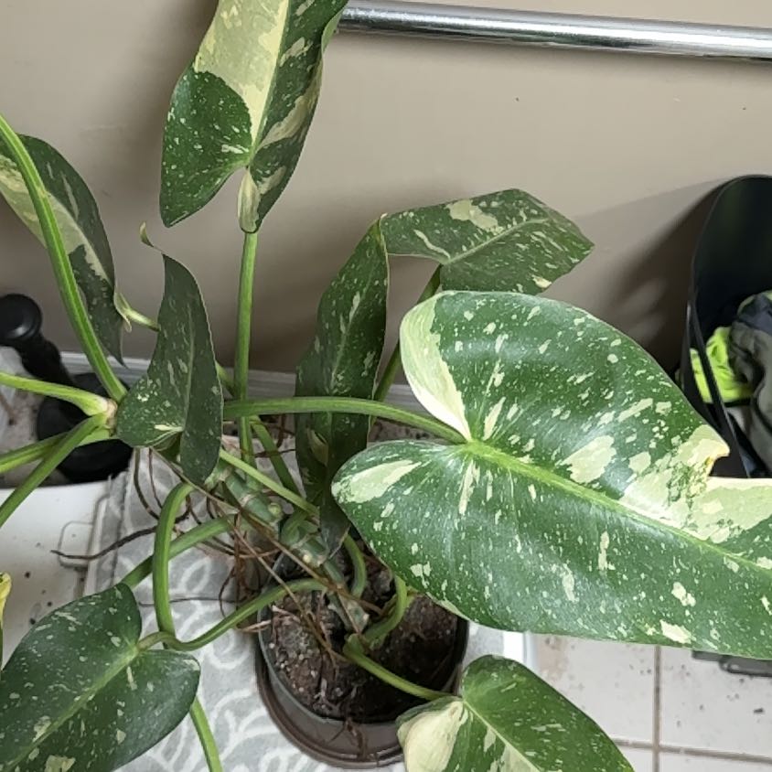 Photo of the plant species Philodendron 'Jose Buono' by @BonusTaraire85 named McKinley on Greg, the plant care app