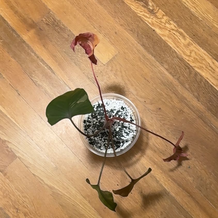 Photo of the plant species Pink Diamond by @BonusTaraire85 named Emerson on Greg, the plant care app