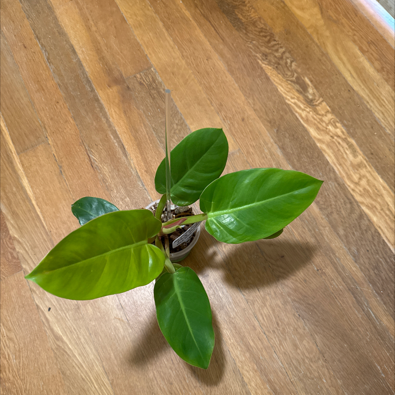 Photo of the plant species Philodendron Golden Melinonii by @BonusTaraire85 named Remington on Greg, the plant care app