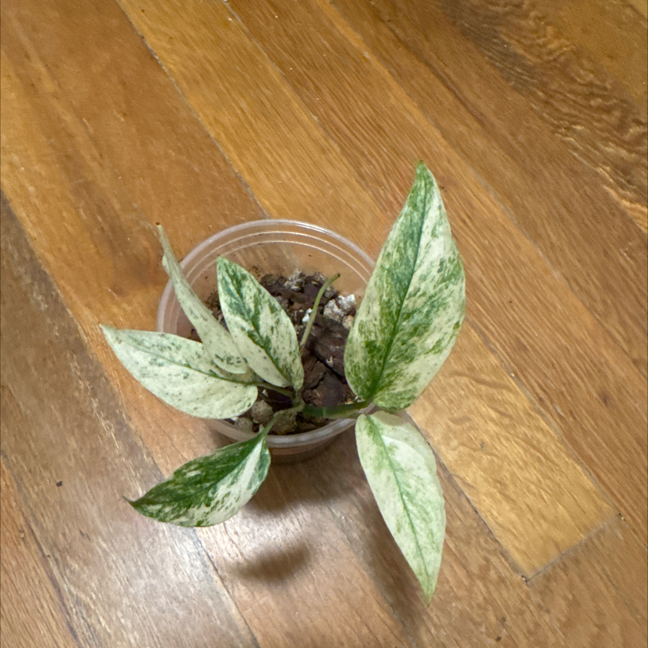 Photo of the plant species monstera by @BonusTaraire85 named Beyonce on Greg, the plant care app