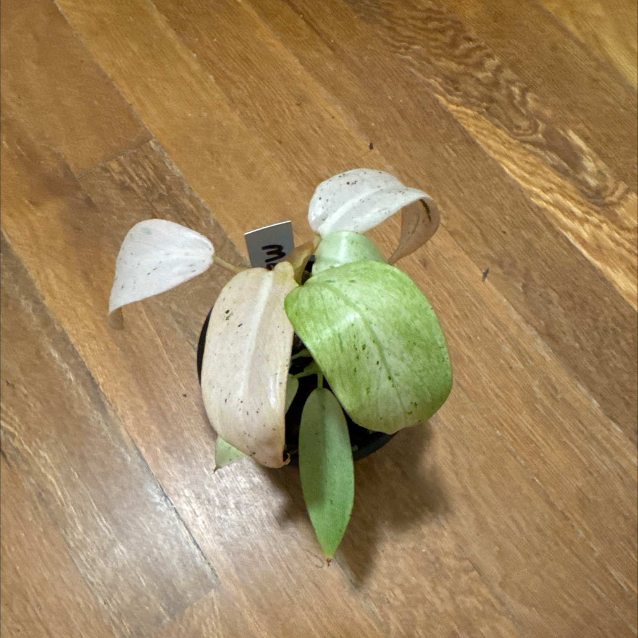 Photo of the plant species Philodenron whipple way by @BonusTaraire85 named Marley on Greg, the plant care app
