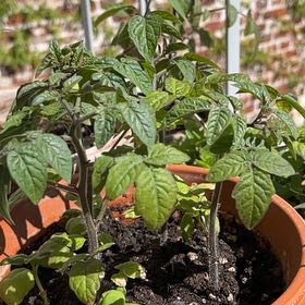 Photo of the plant species Tomato 'Tiny Tim' by @BustlingPokaka2 named LiloStitch on Greg, the plant care app