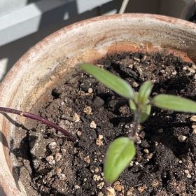 Photo of the plant species Sunflower by @BustlingPokaka2 named Orwell on Greg, the plant care app