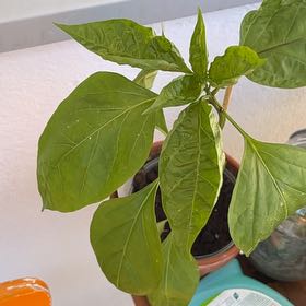 Photo of the plant species Hot Pepper by @BustlingPokaka2 named Wall-E on Greg, the plant care app