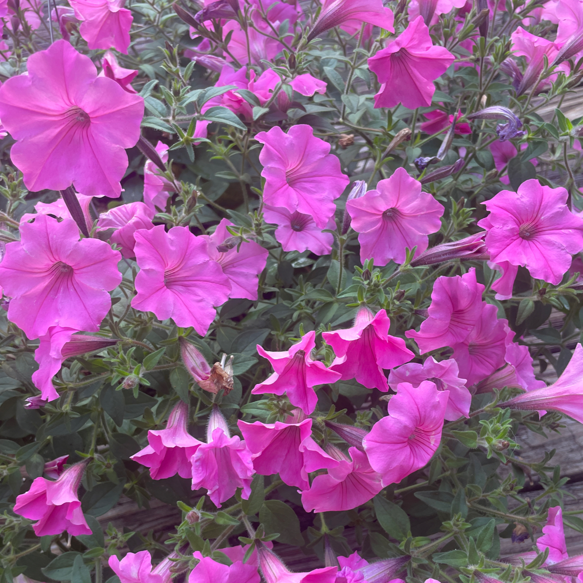 Photo of the plant species Petunia 'Supertunia Vista Bubblegum' by @BrightZebrina named Ethel + Eunice on Greg, the plant care app