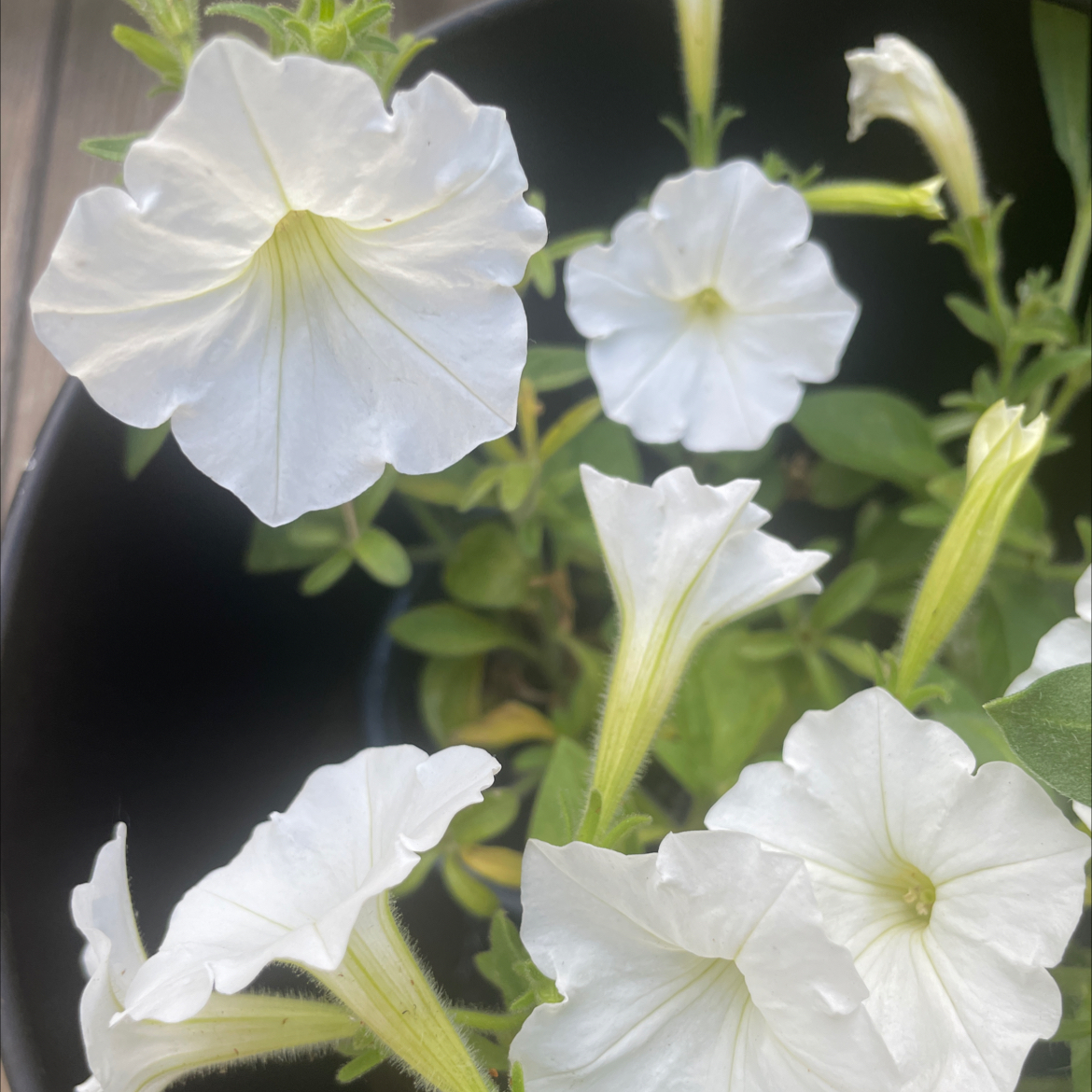 Photo of the plant species Petunia 'Supertunia Vista Snowdrift' by @BrightZebrina named Lottie + Dottie on Greg, the plant care app