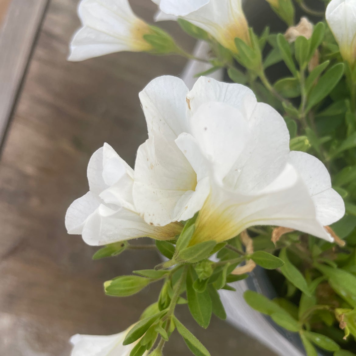 Photo of the plant species Superbells White by @BrightZebrina named Darla on Greg, the plant care app