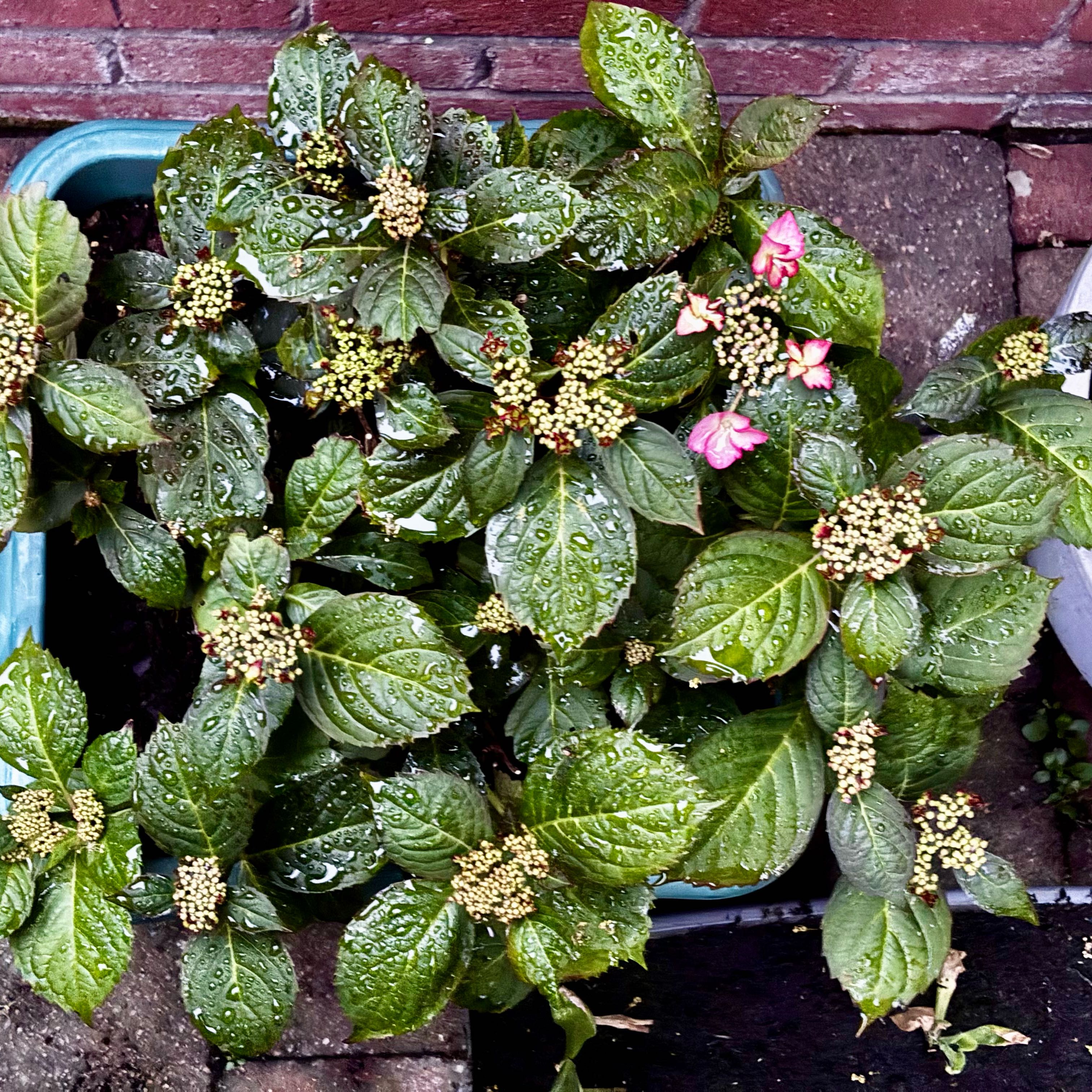 Photo of the plant species Hydrangea 'French Cancan' by @CunningMiro78 named French CanCan on Greg, the plant care app