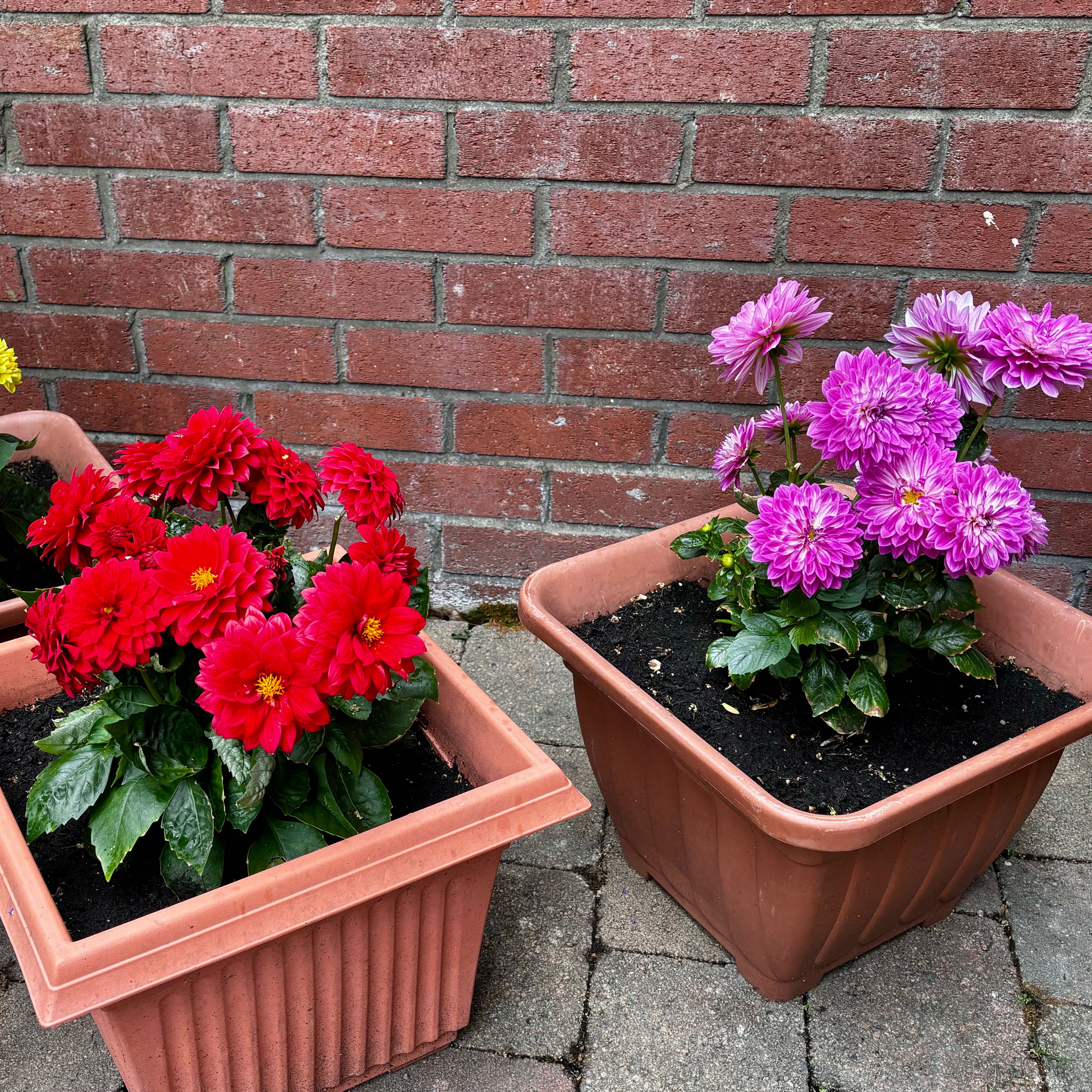 Photo of the plant species Dahlias by @CunningMiro78 named Emerson on Greg, the plant care app