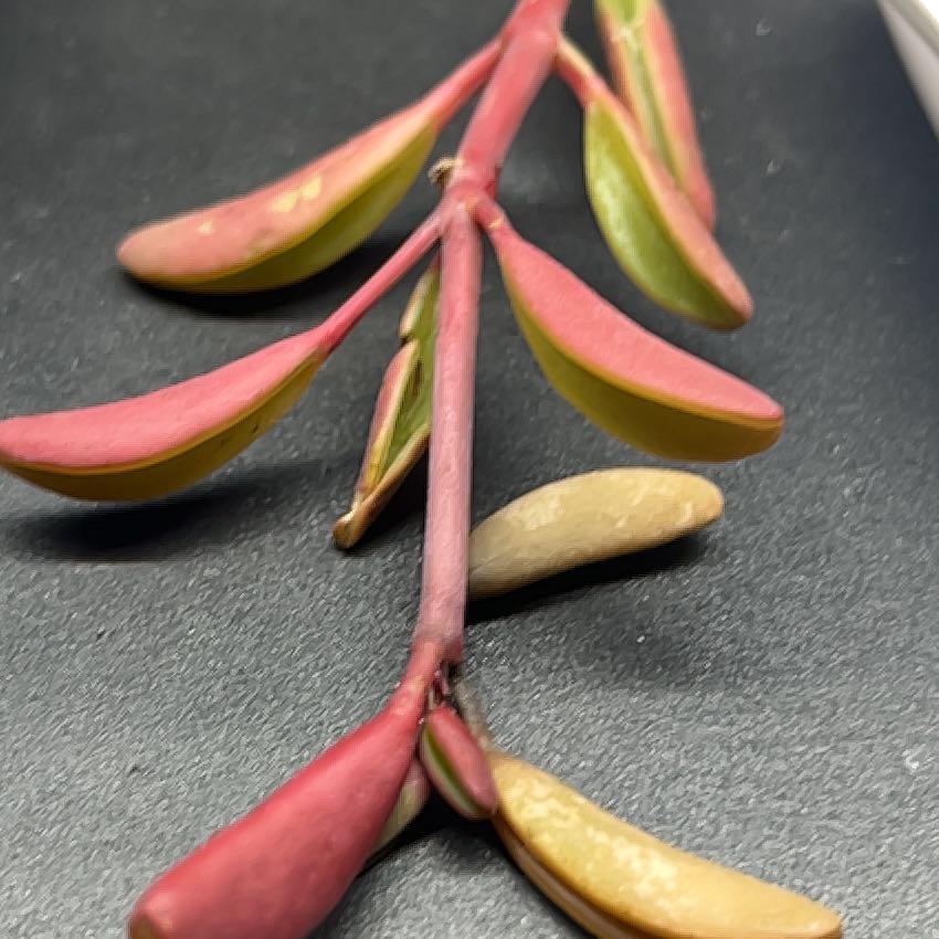 Photo of the plant species Shoreline Sea Purslane by @ManyCowbane36 named Elina on Greg, the plant care app