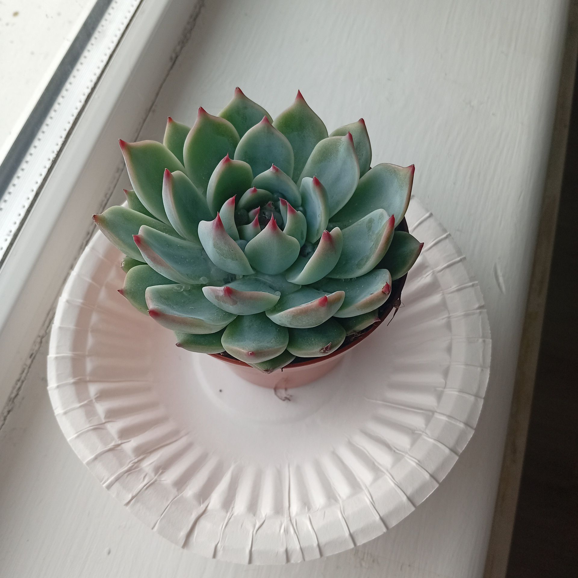 Photo of the plant species Echeveria 'Pink Tips' by @TryMint36 named Delilah on Greg, the plant care app