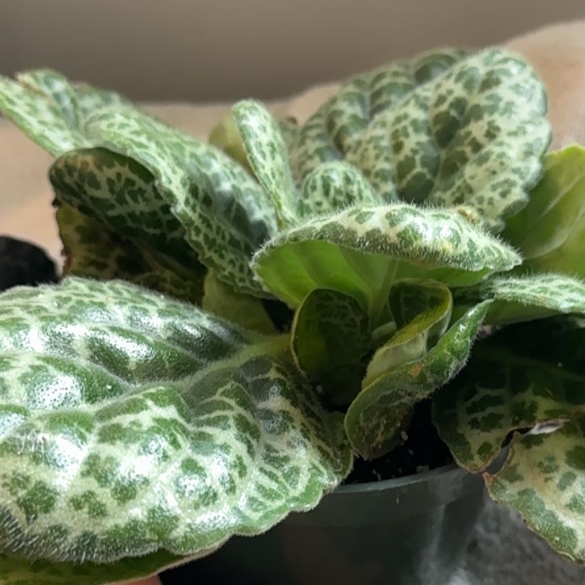 Photo of the plant species Pretty Turtle by @PureSeraphina17 named Crush on Greg, the plant care app
