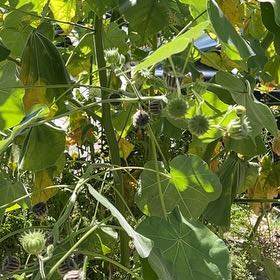 Photo of the plant species Buttonweed by @DeftPlanty49 named Gomez on Greg, the plant care app