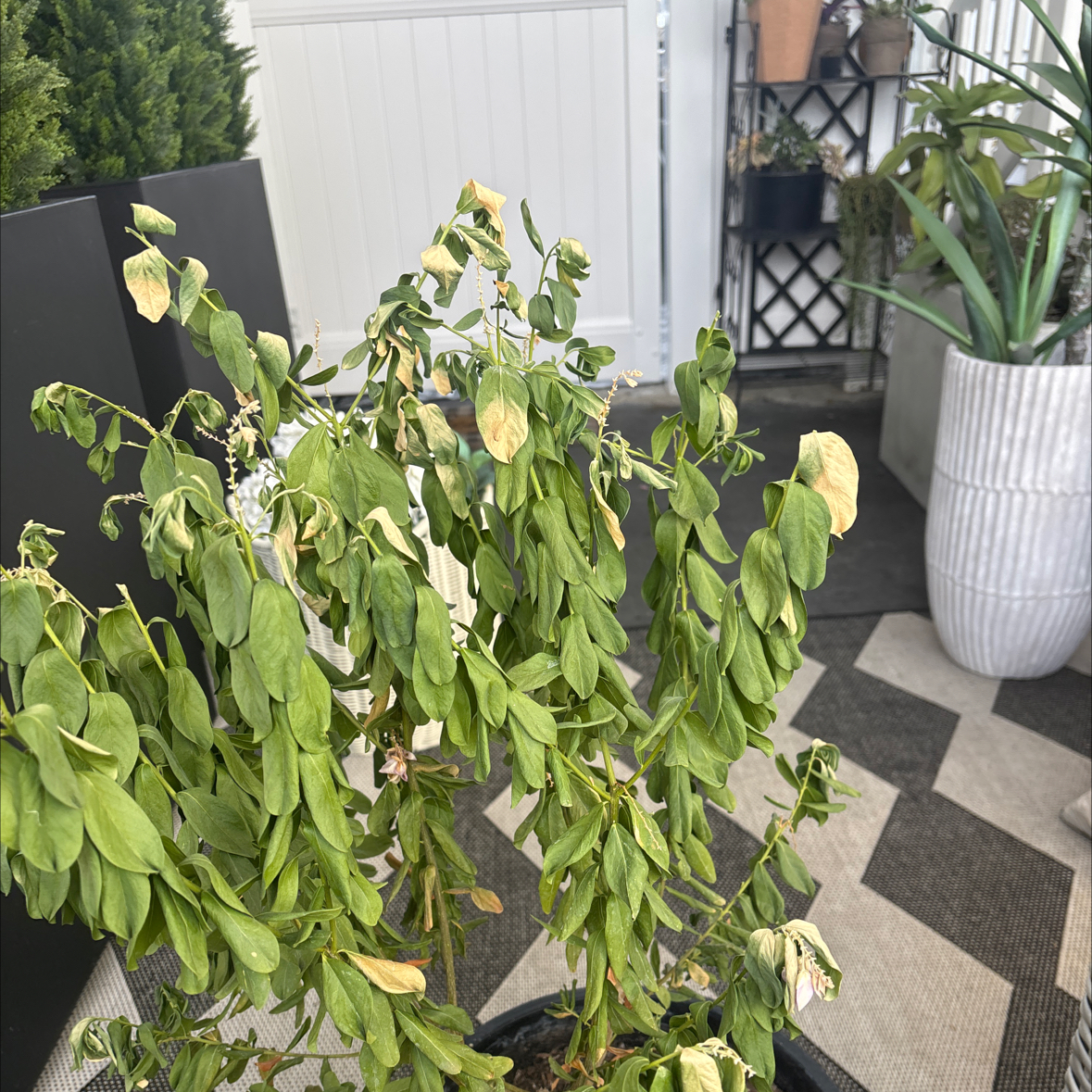 Photo of the plant species Polygala by @YardCorkelm29 named Beckham on Greg, the plant care app